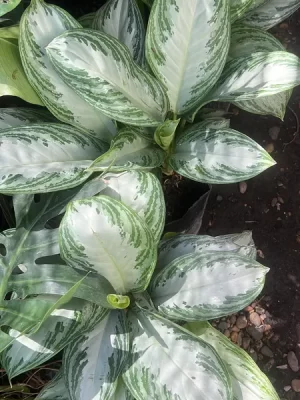 Aglaonema Pataya