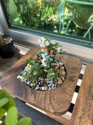 Bonsai madera pequeño