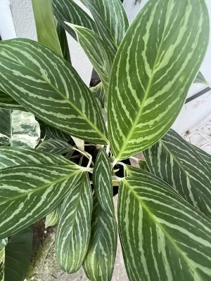 Aglaonema dollar Japones