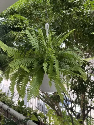 Helecho Costeño CTA