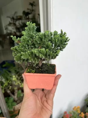Bonsai mini