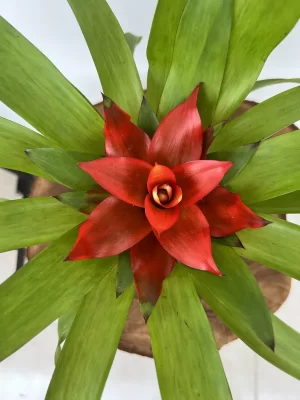Bromelia Guzmania