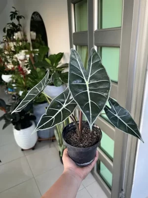 Alocasia Polly