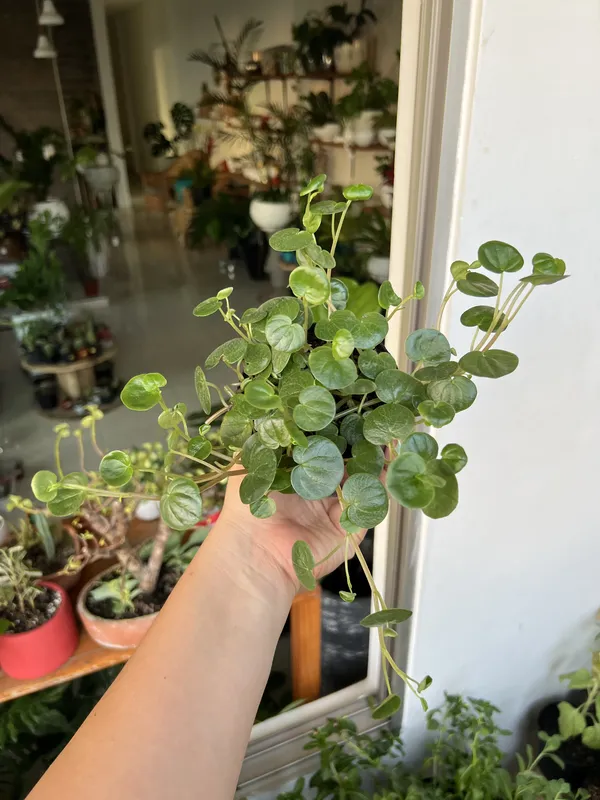 Centavito - Imagen 2