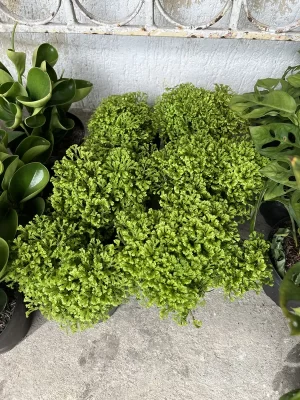 Helecho cola de pavo P14