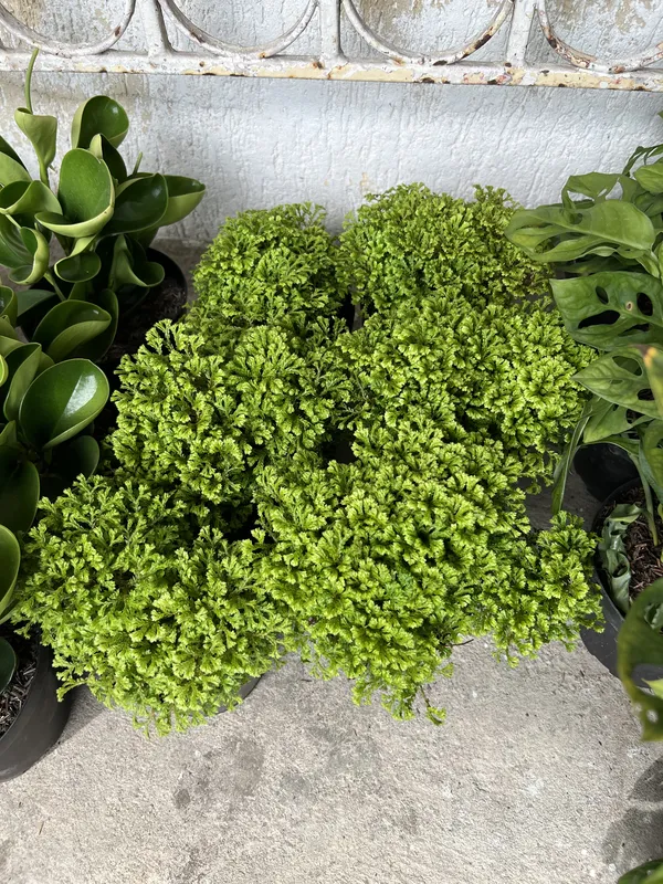 Helecho cola de pavo P14