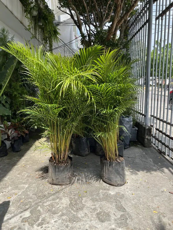 Palma areca Grande B45 - Imagen 2