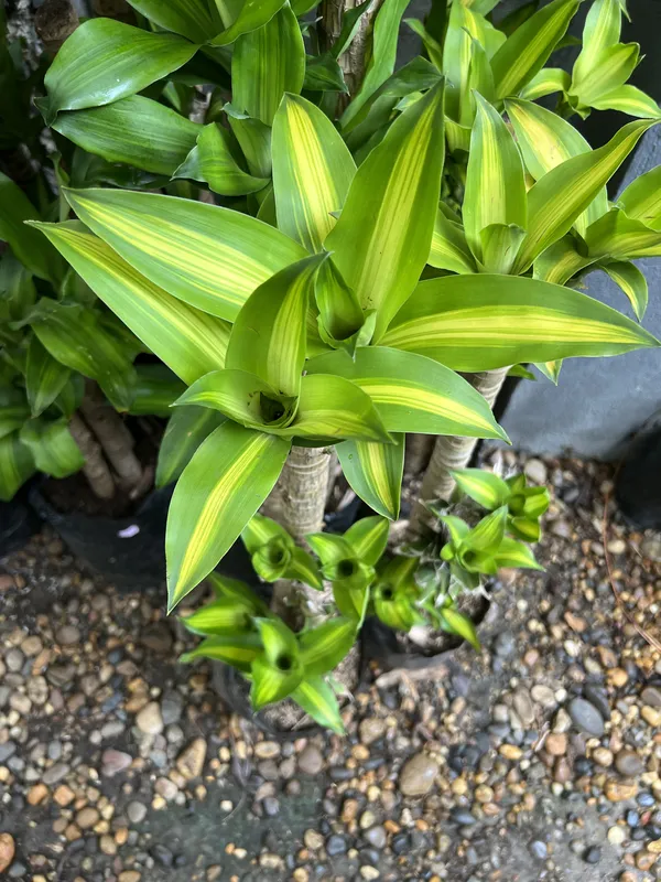 Tronco de Brasil 3 Medium