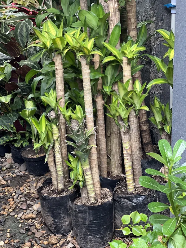 Tronco de Brasil 3 Medium - Imagen 2