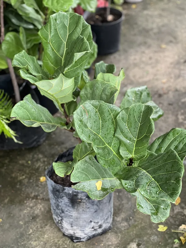 Ficus bambi B30 - Imagen 2