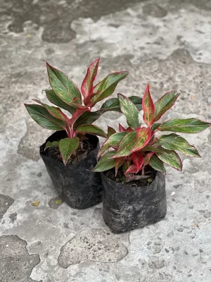 Aglaonema dragón De fuego