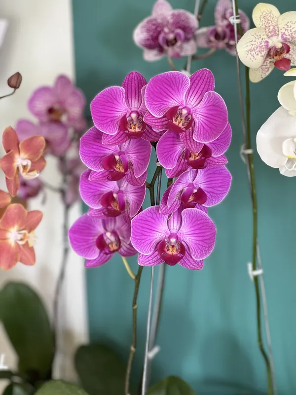 Phalaenopsis 1 vara