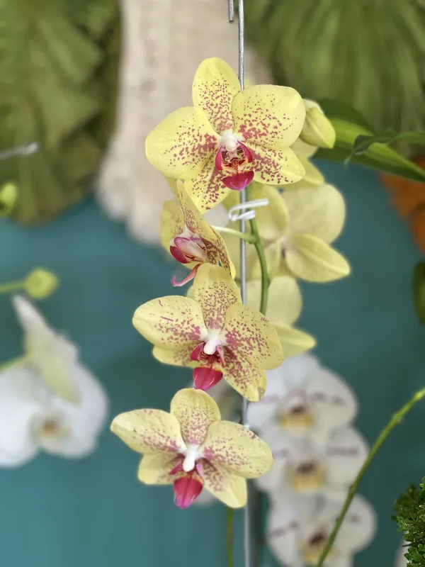 Phalaenopsis 1 vara - Imagen 2