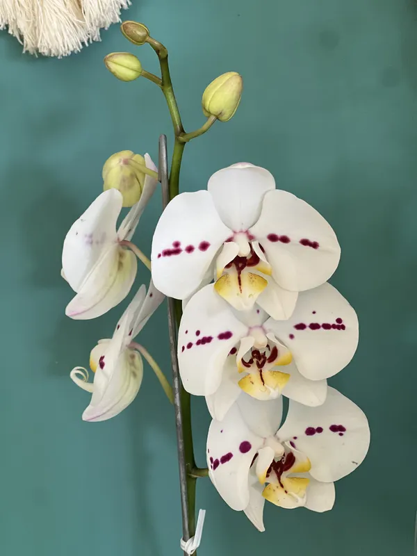 Phalaenopsis 1 vara - Imagen 3