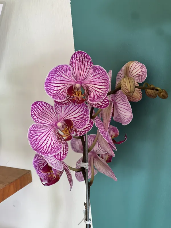 Phalaenopsis 1 vara - Imagen 4