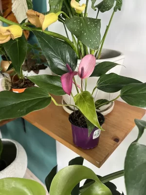 Anturio mini