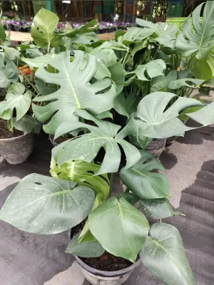 Monstera deliciosa B30