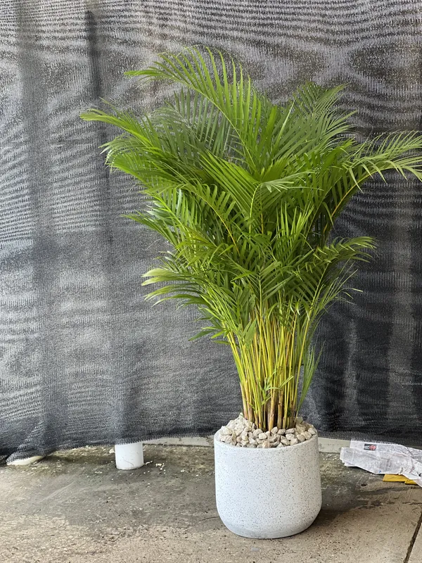 Palma areca Grande B45 - Imagen 3