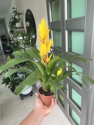 Bromelia Vriesea