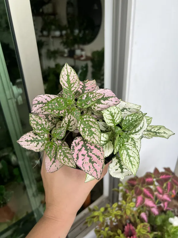 Hipoeste (polka) - Imagen 2