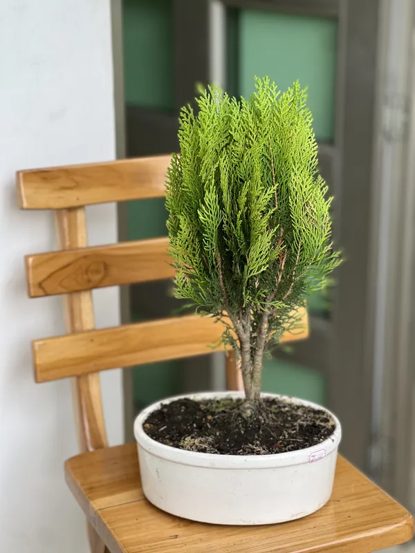 Bonsai matera de barro mediana