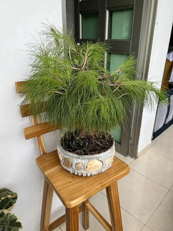 Bonsai matera de barro mediana - Imagen 2