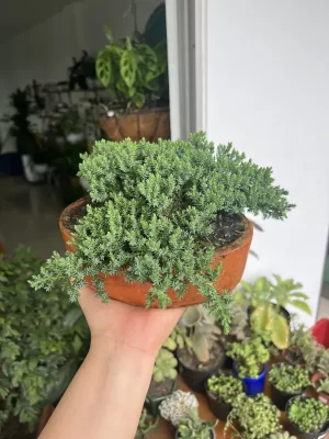 Bonsai matera de barro pequeño