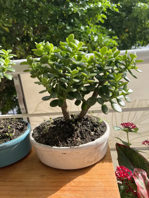 Bonsai matera de barro mediana - Imagen 3