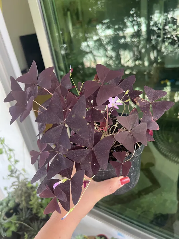 Trébol morado - Imagen 2