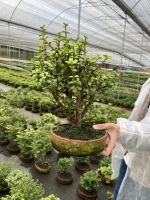 Bonsai matera de barro grande