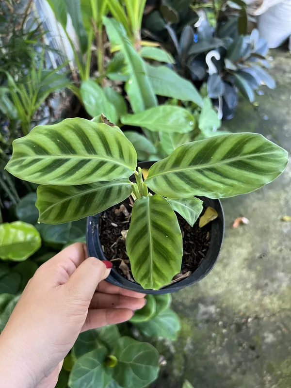Calathea Zebrina P14
