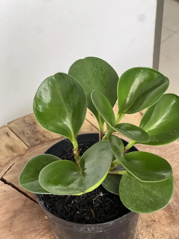 Conga Verde - Imagen 2