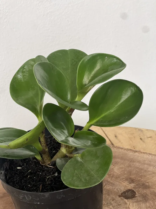 Conga Verde - Imagen 3