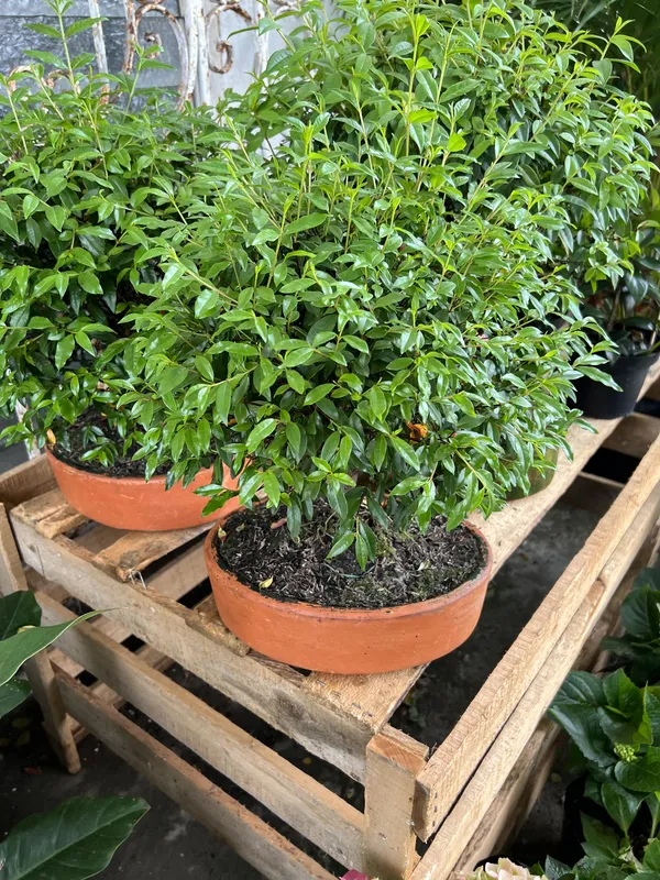 Bonsai matera de barro mediana - Imagen 4