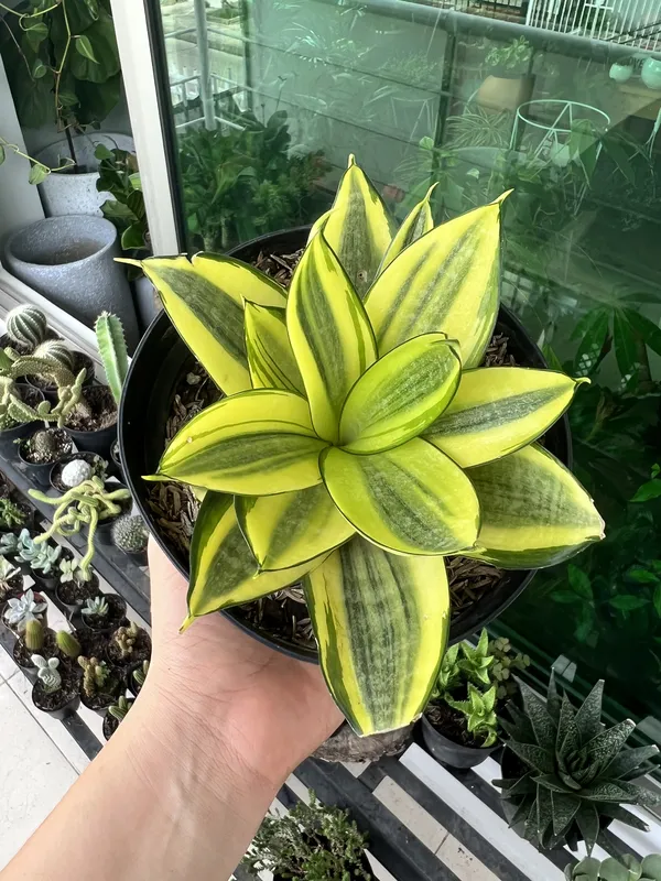 Sansevieria roseta Amarilla