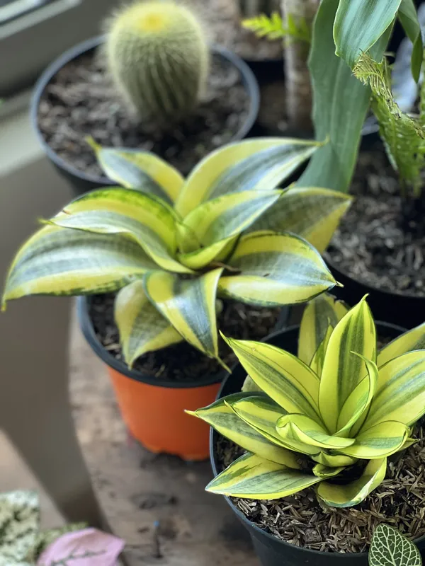 Sansevieria roseta Amarilla - Imagen 2