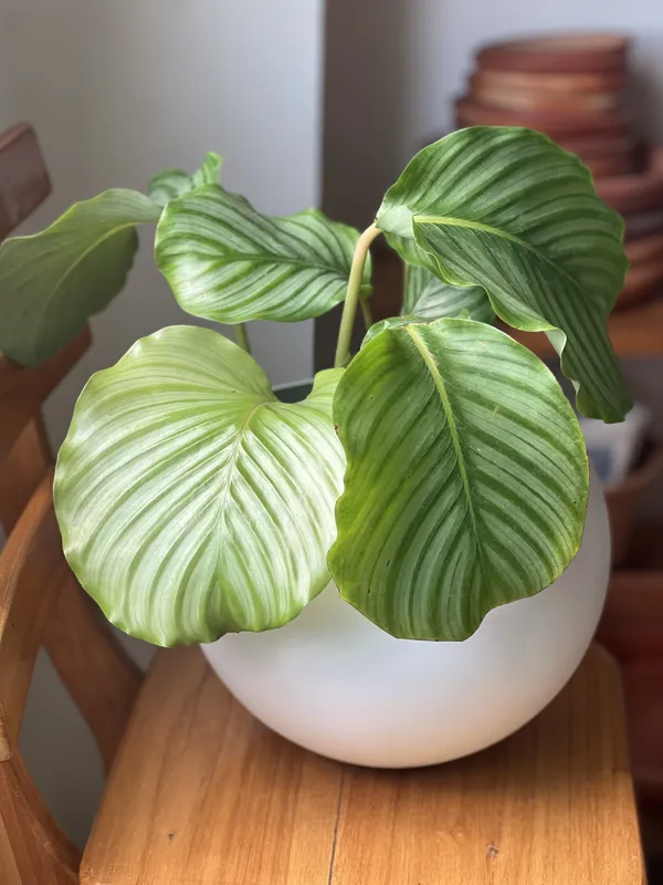 Calathea Orbifilia