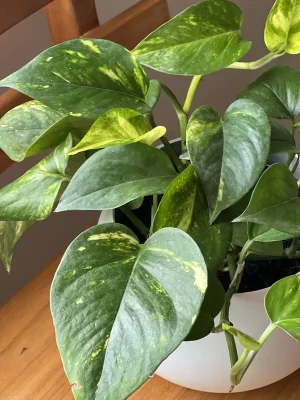 Miami verde P14