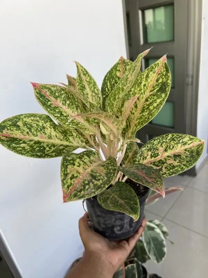Aglaonema  variadas