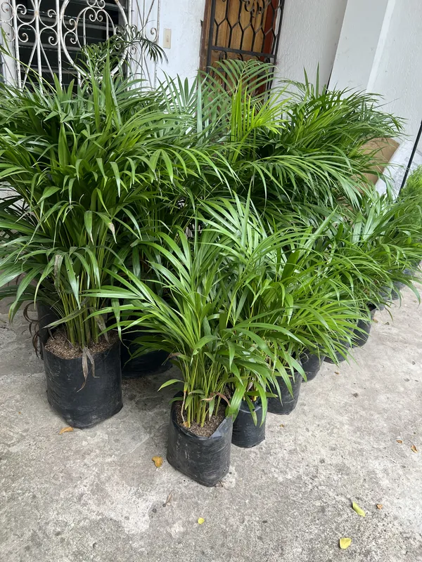 Palma Areca mediana B30