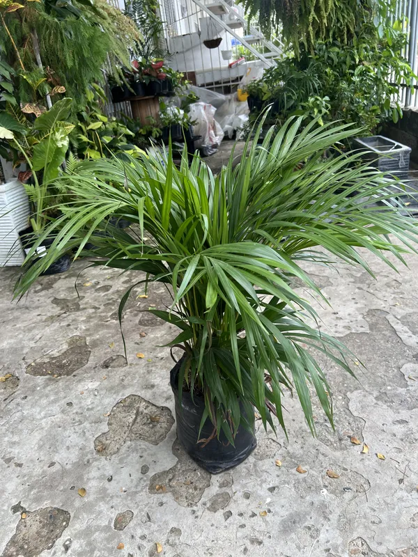 Palma Areca mediana B30 - Imagen 2