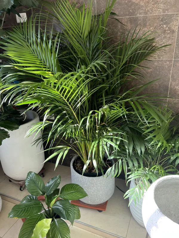 Palma areca Grande B45 - Imagen 4