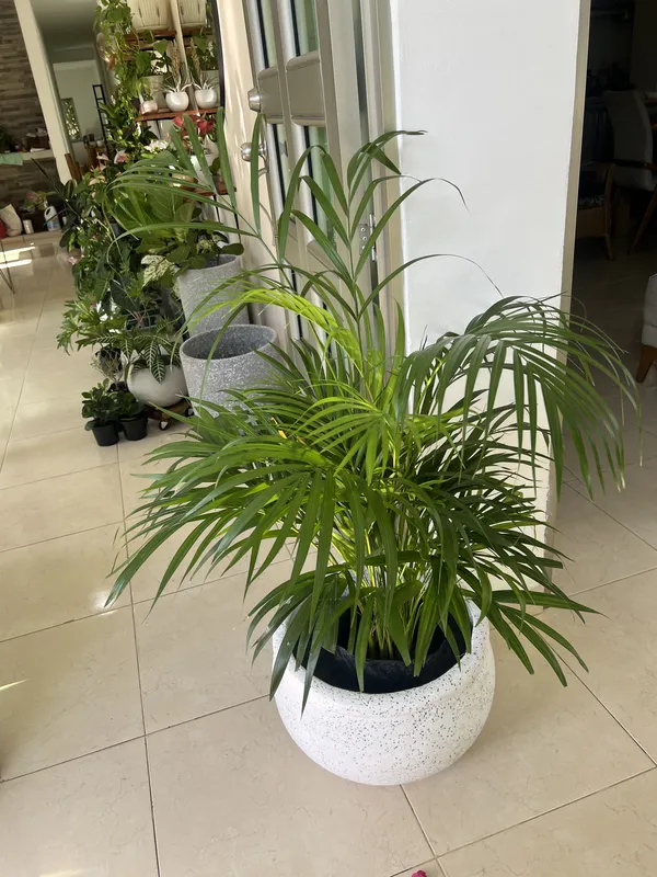 Palma areca pequeña B26