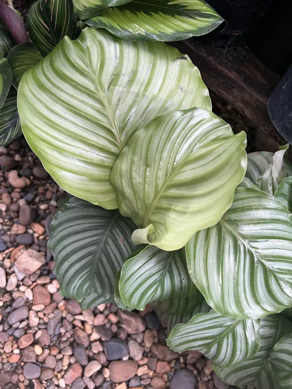 Calathea Orbifilia - Imagen 2