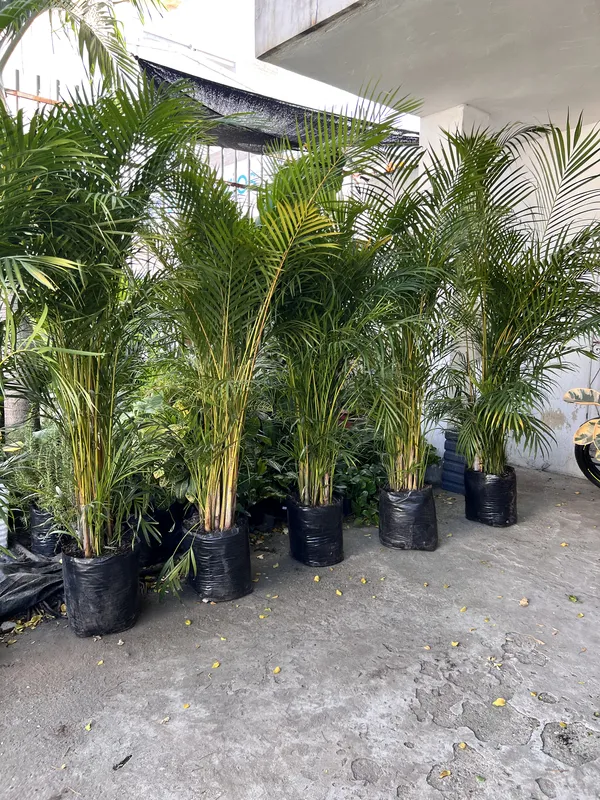 Palma areca Grande B50