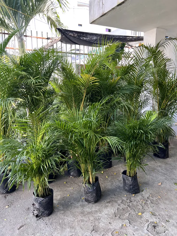 Palma Areca mediana B30 - Imagen 3