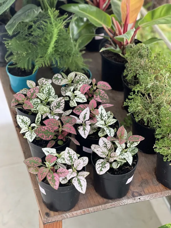 Hipoeste (polka) - Imagen 3