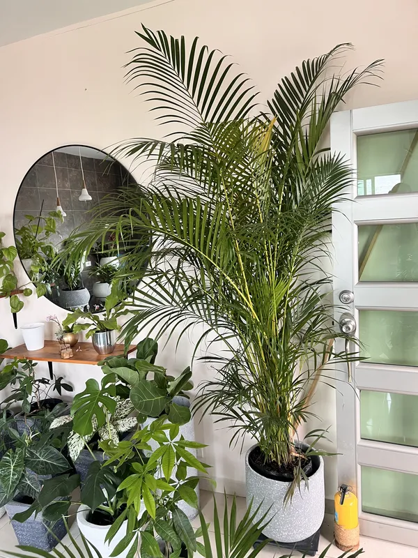 Palma areca Grande B50 - Imagen 2