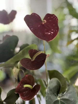 Anturio importado P30