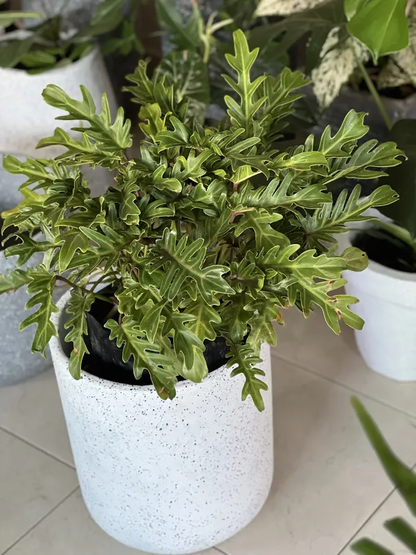 Philondero Xanadu B40